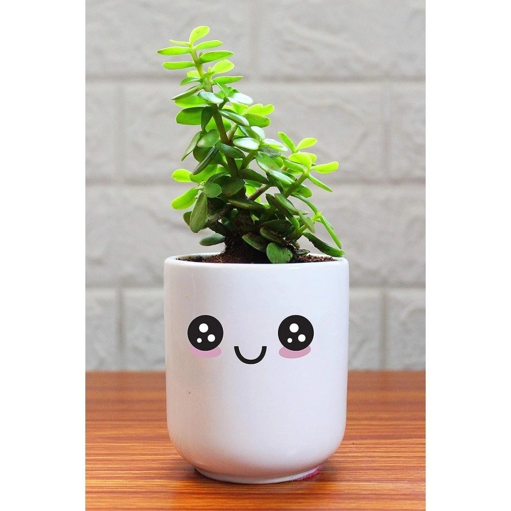 Rolling Nature Good Luck Jade Plant in Happy Emoji White Ceramic Pot 