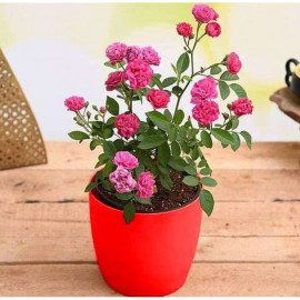 Admire True Love with Miniature Pink Rose - Gift P..
