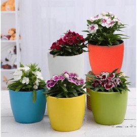 Set of 5 Beautiful Dianthus Plants